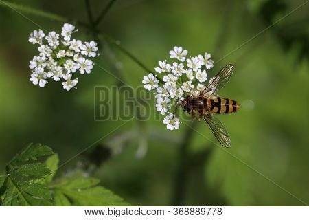 Beautiful Hoverfly On A White Flower In The Forest.
