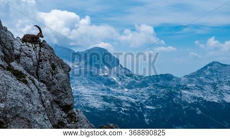 Steinbocks On The Mount Montasio In The Julian Alps, In A Summer Day