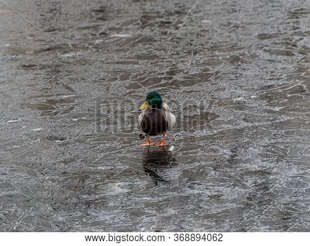 Image Of A Male And Female Wild Duck On A Frozen Lake. Representative Of Birds From The Duck Family.