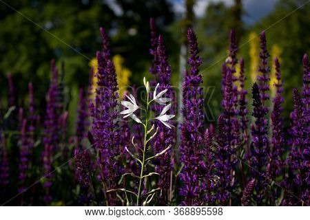 Lilac Purple Meadow Sage Salvia Nemorosa. Violet Inflorescence Of Meadow Sage. Beautiful And Fragran