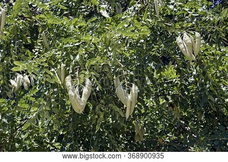 Foliage And Fruits Of Kentucky Coffeetree (gymnocladus Dioicus).