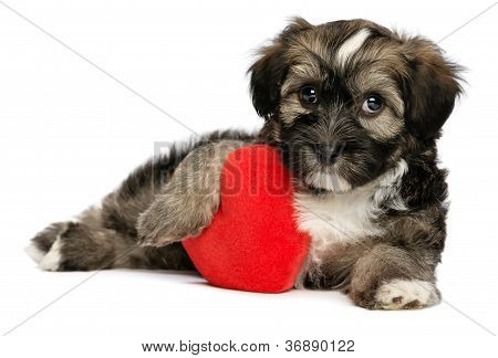 Milenka Valentine Havanese pejska pes