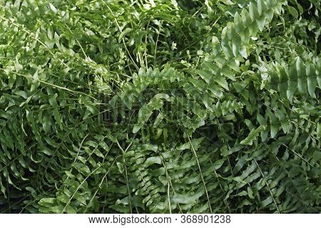Sword Fern (nephrolepis Exaltata). Called Boston Fern Also