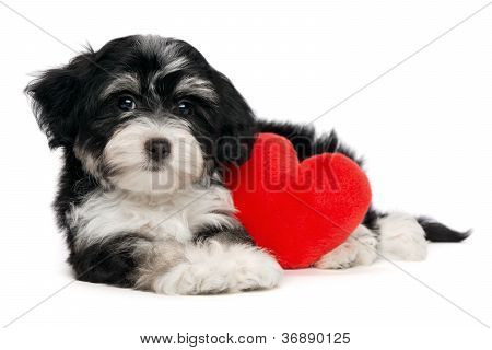 Lover Valentine Havanese Puppy Dog