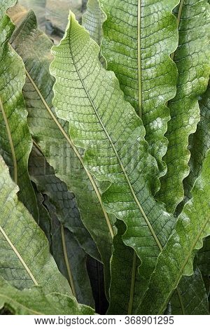 Close Up Image Of Crocodile Fern (microsorum Musifolium)