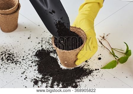 Woman Hands In A Yellow Gloves Transplating Plant. Plant Care Concept