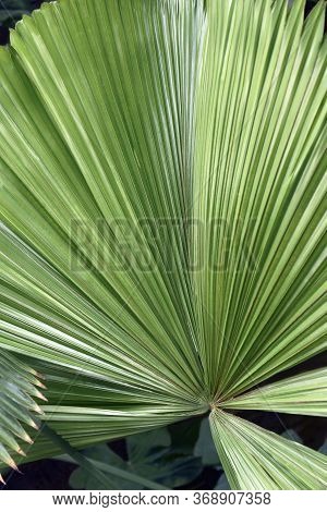 Australian Fan Palm (licuala Ramsayi). Called Queensland Also
