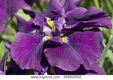 Silverband Iris (iris Ensata 'silverband'). Known As Iris Ensata 'variegata' Also.