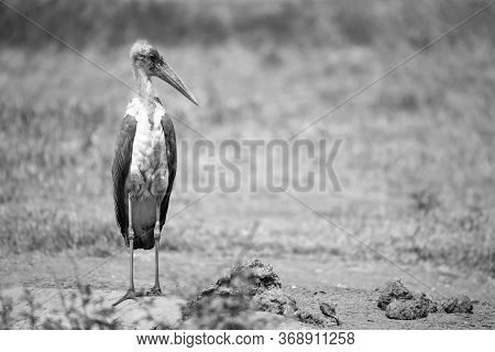 One Marabou Bird In The Savanna With Red Soil