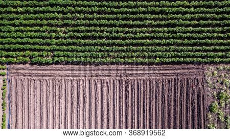 Aerial View Rows Of Soil Before Planting. Baby Cassava Or Manioc Plant Farm Pattern In A Plowed Fiel
