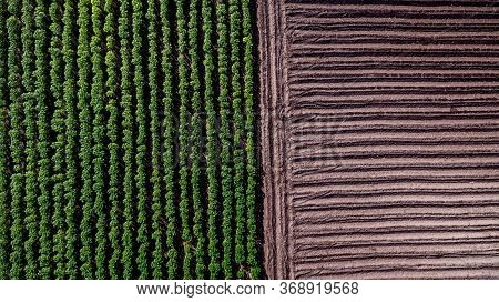 Aerial View Rows Of Soil Before Planting. Baby Cassava Or Manioc Plant Farm Pattern In A Plowed Fiel