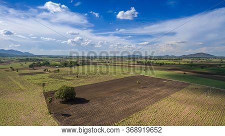 Aerial View Rows Of Soil Before Planting. Baby Cassava Or Manioc Plant Farm Pattern In A Plowed Fiel
