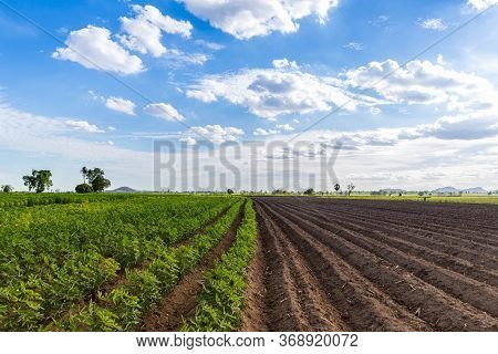 Rows Of Soil Before Planting And Rows Of Young Cassava Plant In Countryside Farmland . Baby Cassava 