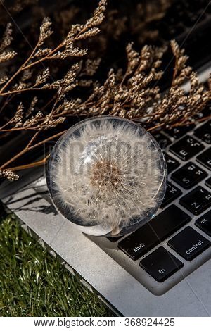 Crepis Foetida Flower In Glass Paperweight On Laptop Keyboard. Concept For Integration Between Techn