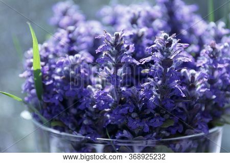 Ajuga Reptans Or Bugle, Blue Bugle. Blue Flowers With A Green Blade Of Grass In A Glass Vase Close U