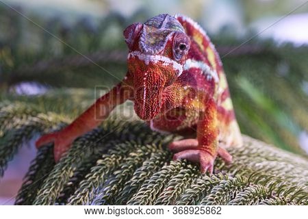 Chameleon Furcifer Pardalis Ambilobe Panther Chameleon Sitting On Tree Branch. Close Up Chameleon Pa