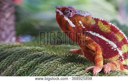 Chameleon Furcifer Pardalis Ambilobe Panther Chameleon Sitting On Tree Branch. Close Up Chameleon Pa