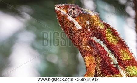 Chameleon Furcifer Pardalis Ambilobe Panther Chameleon Sitting On Tree Branch. Close Up Chameleon Pa