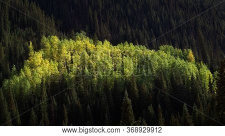 Colorful Aspens In The Middle Of A Piine Forest In Southwest Colorado During Early Fall