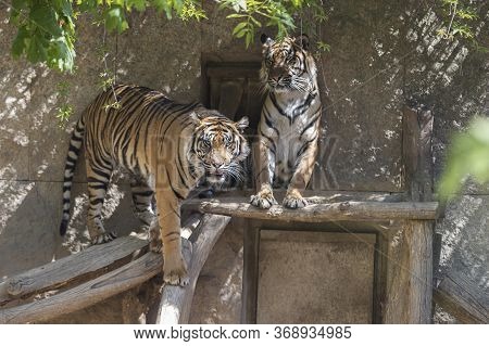 Panthera Tigris Sumatrae - Sumatran Tiger In Its Habitat In The Park. The Tiger Is Resting And Watch