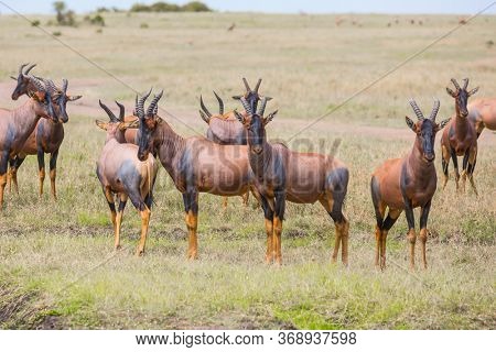 Safari in Masai Mara National Park. Magnificent trip to the African savannah. Kenya. Large flock of Tsessebe antelopes graze together. Ecological, active and phototourism concept