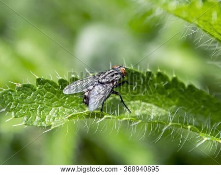 Grey Fly With The Latin Name Sarcophagidae On A Green Leaf, Macro