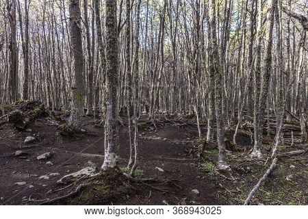 Path in the middle of Antarctic beech forest leading to Laguna Esmeralda glacial lagoon under the Andes mountains in Tierra del Fuego in Argentina