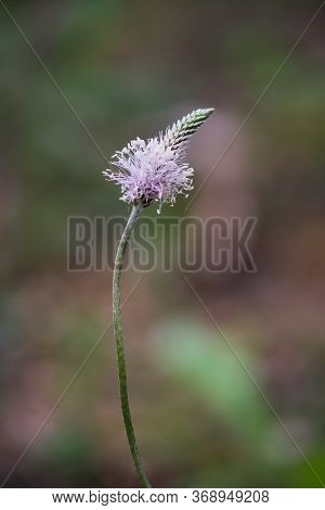 The Lanceolata Plantain (plantago Lanceolata) Is A Medicinal Herb That Has Anti-cough Properties And