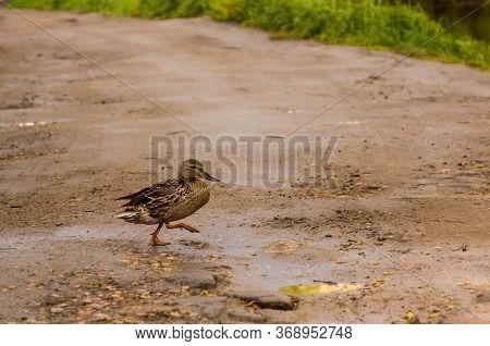 An Ordinary Duck Walks Along A Country Road With Puddles After Rain