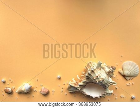 Composition Of One Large Rapan Shell And Several Small Other Shells, Stones, Pearls And White Crysta