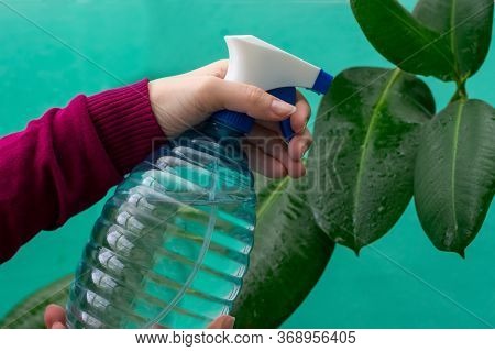 Young Girl's Hands Are Spraying Leaves Of Ficus Plant At Home. Gardener Watering House Plants By Usi
