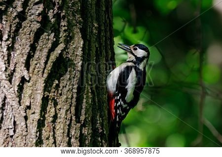 Great Spotted Woodpecker Perched On Bark Of Tree With Open Beak. Cute Common Black White Red Park Bi