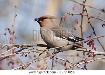 Bohemian Waxwing Sitting And Feeding On Barberry Bush. Beautiful Insolent Migrant Birds With Nice Vo
