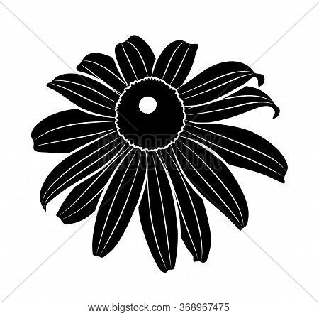 Vector Black Coneflower Isolated On White Background