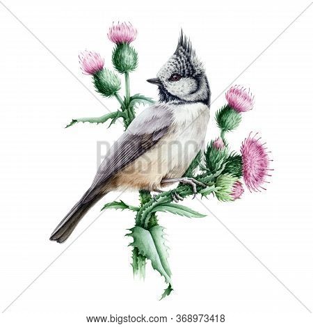 Beautiful Bird On A Thistle With Purple Flowers Watercolor Illustration. Hand Drawn Crested Tit Sitt