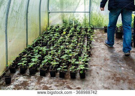 Young Green Paulownia Tree. Breeding Of Flowering Trees By A Gardener On An Industrial Scale. Many F