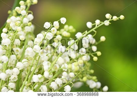 Lily Of The Valley Flowers. Natural Background With Blooming Lilies Of The Valley. High Resolution P