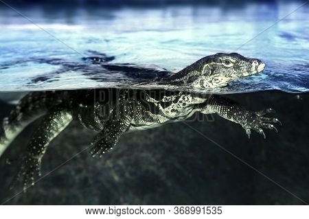 Varanus Salvator Or Water Monitor Swimming In Pond At The Zoo
