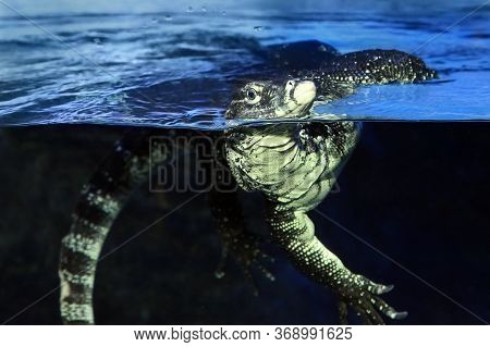 Varanus Salvator Or Water Monitor Swimming In Pond At The Zoo