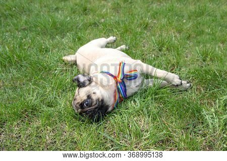 Dog On The Street With Rainbow Flag