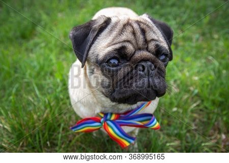 Dog On The Street With Rainbow Flag
