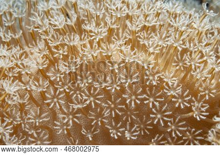 Close Up Shot Of A Flowerpot Coral (goniopora) With Hydranths Having A Shape Of Snowflakes, Panglao,