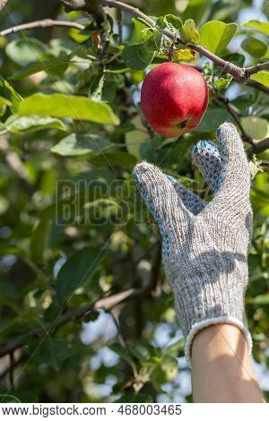 A Man Picks A Red Apple From A Branch. Hand Plucks An Apple