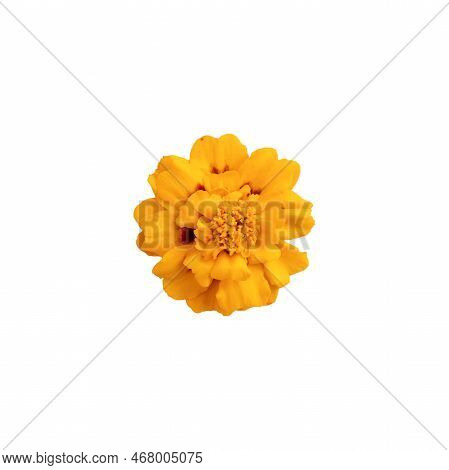 Beautiful Yellow Marigold Flower Isolated On White Background With Clipping Path