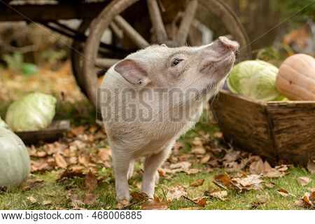 A White Mini Pig Sits In A Wicker Basket. Autumn Photo