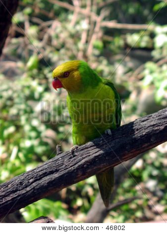 Green Parrot