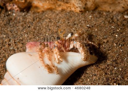Útes poustevnický krab