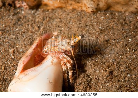 Útes poustevnický krab