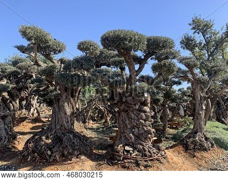 Old Bizarre Olive Trees In The Zimrat Moshav In Southern Israel