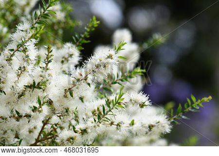 Cream White Flowers Of An Australian Native Melaleuca Tea Tree, Family Myrtaceae. Endemic To Nsw. Al